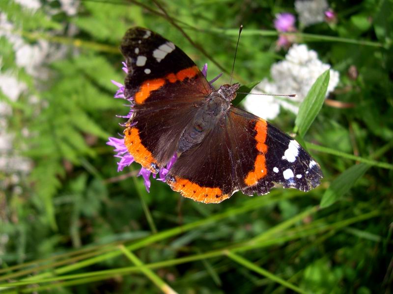 Vanessa atalanta